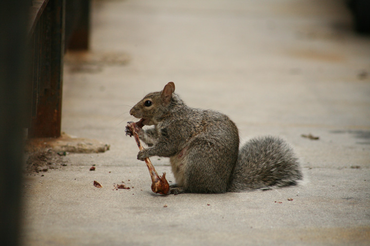 squirrel eating meat off a bone