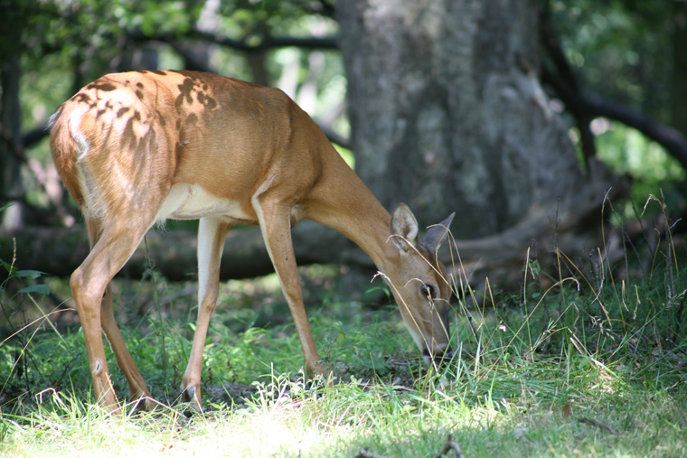 deer in the woods