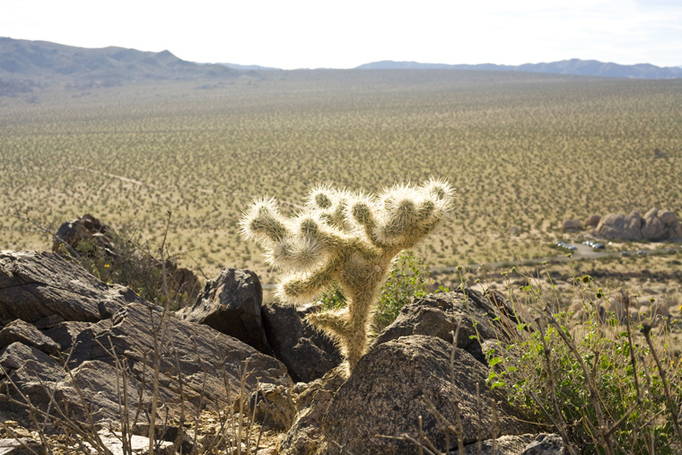 small cactus with huge landscape behind it