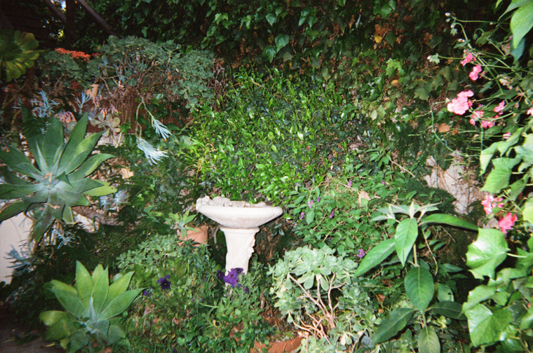 a birdbath and plants blown out by camera flash