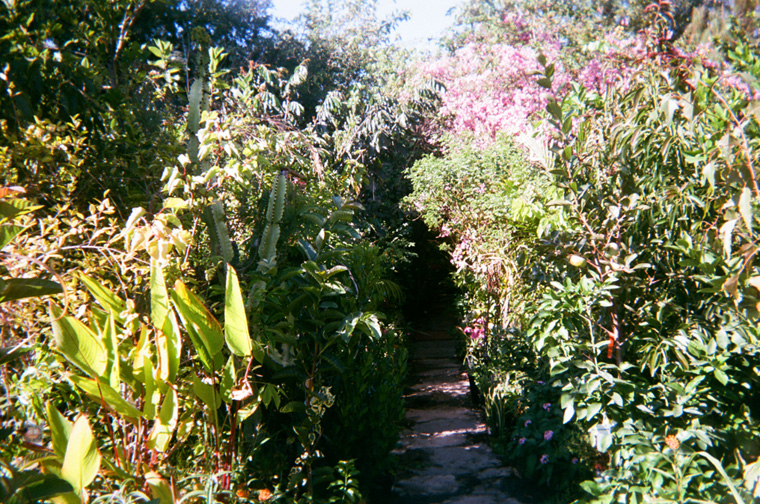 pathway through a lush garden