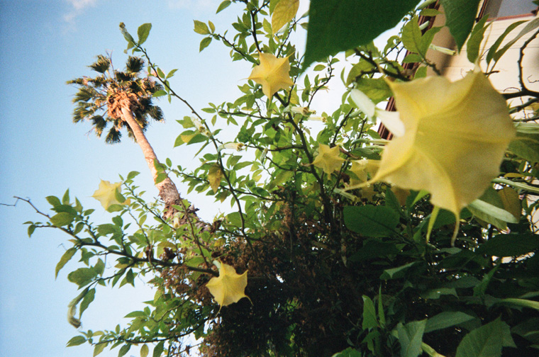 trees and flowers in los angeles