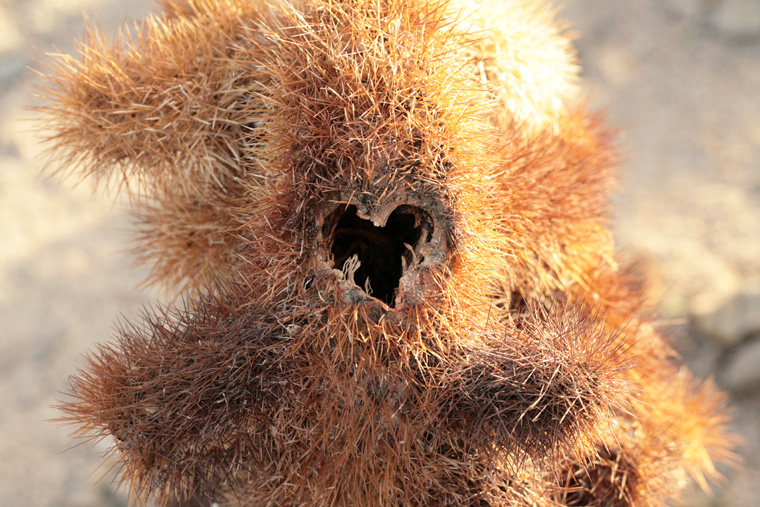 joshua tree heart cactus ethics