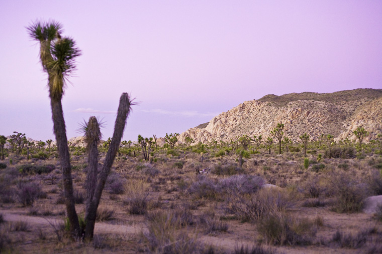 joshua tree landscape